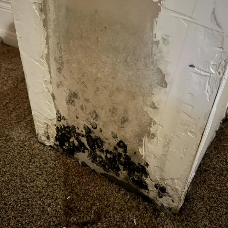 Professional Mold Removal in Altus, OK